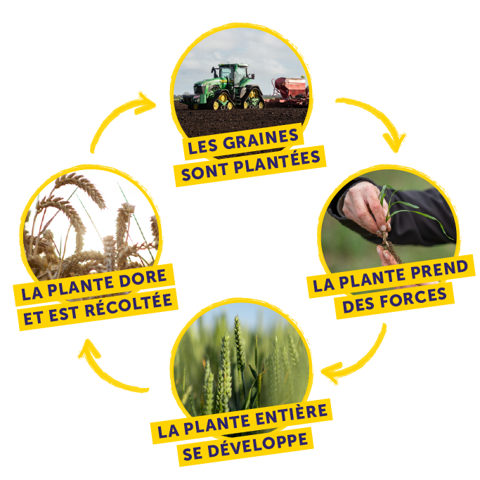 Weetabix Wheat Cycle Diagram
